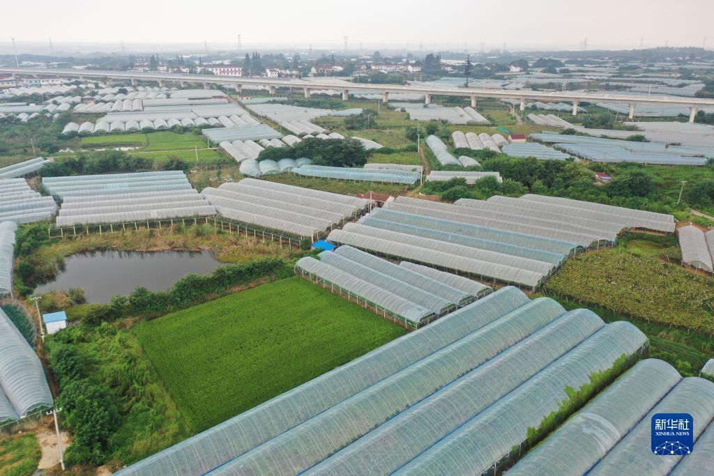 打米赚钱游戏